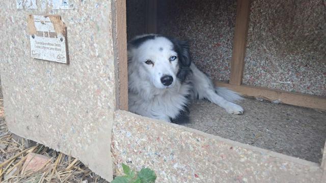 A black and white dog lying inside a wooden dog shelter