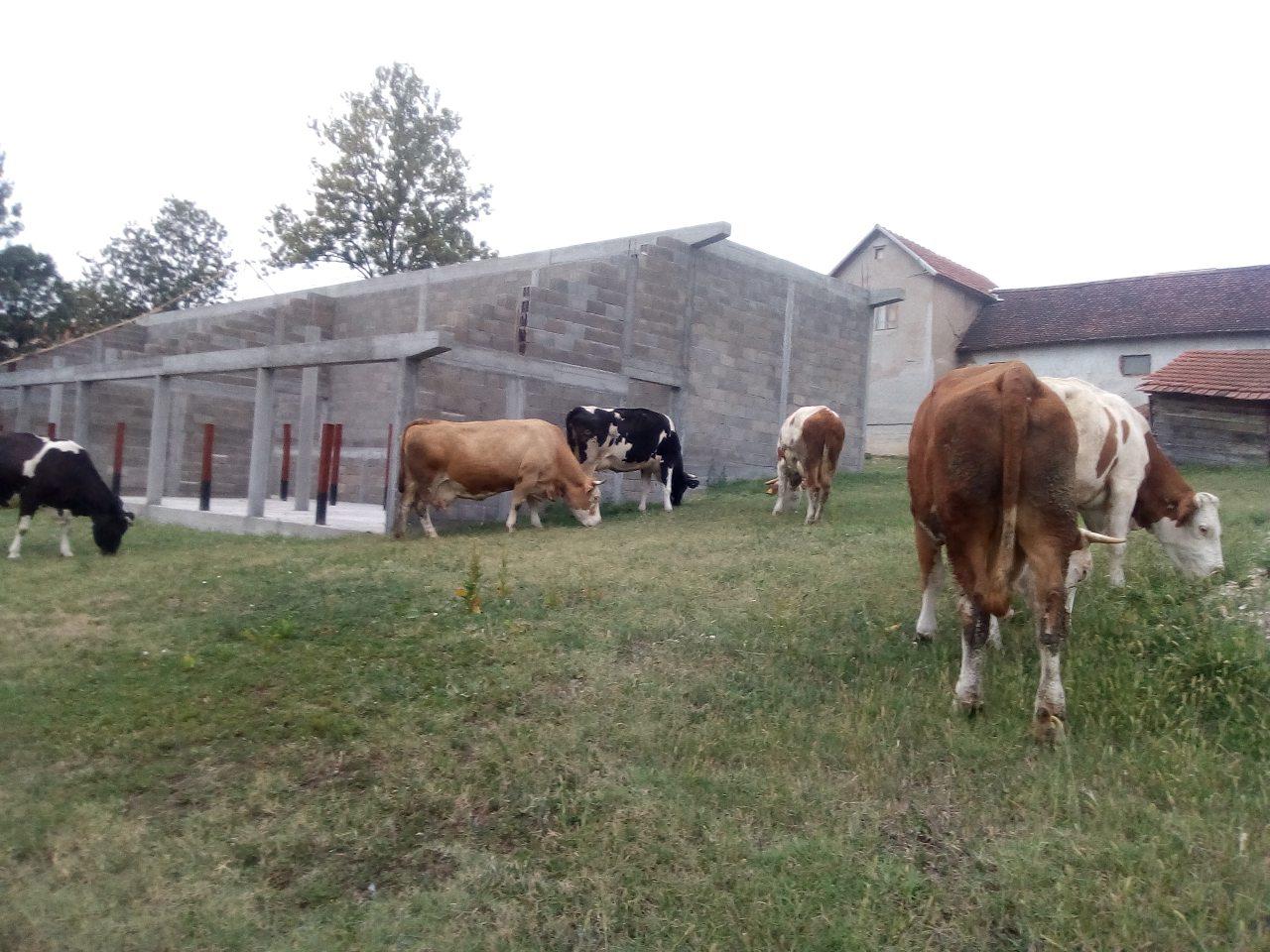 Cows grazing on grass beside a farm building