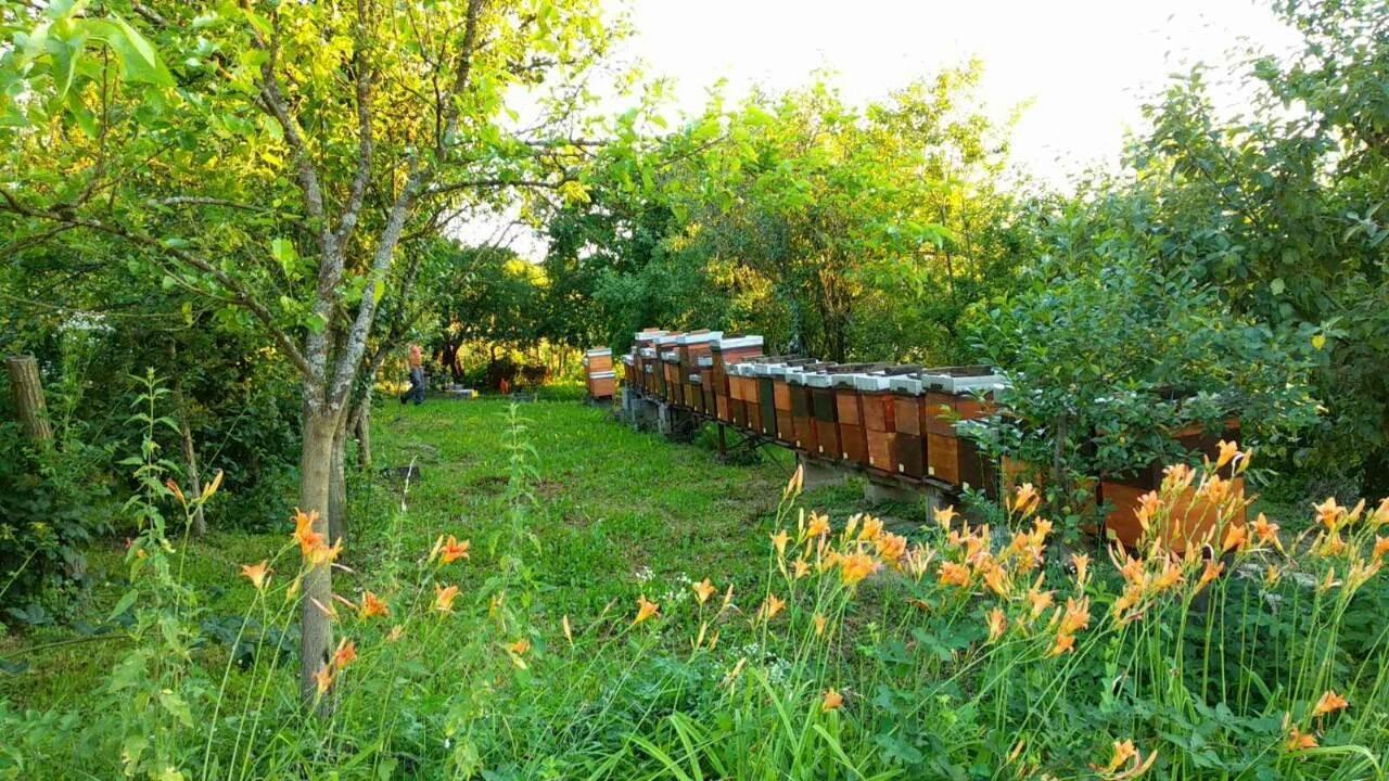 Rows of beehives in a green orchard, with orange lilies in front