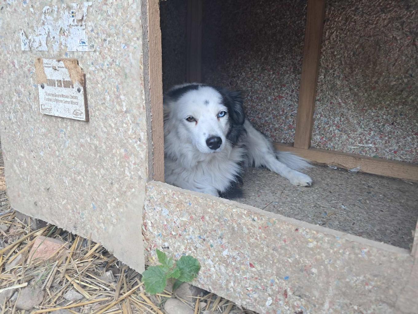 A black and white dog lying inside a wooden dog shelter