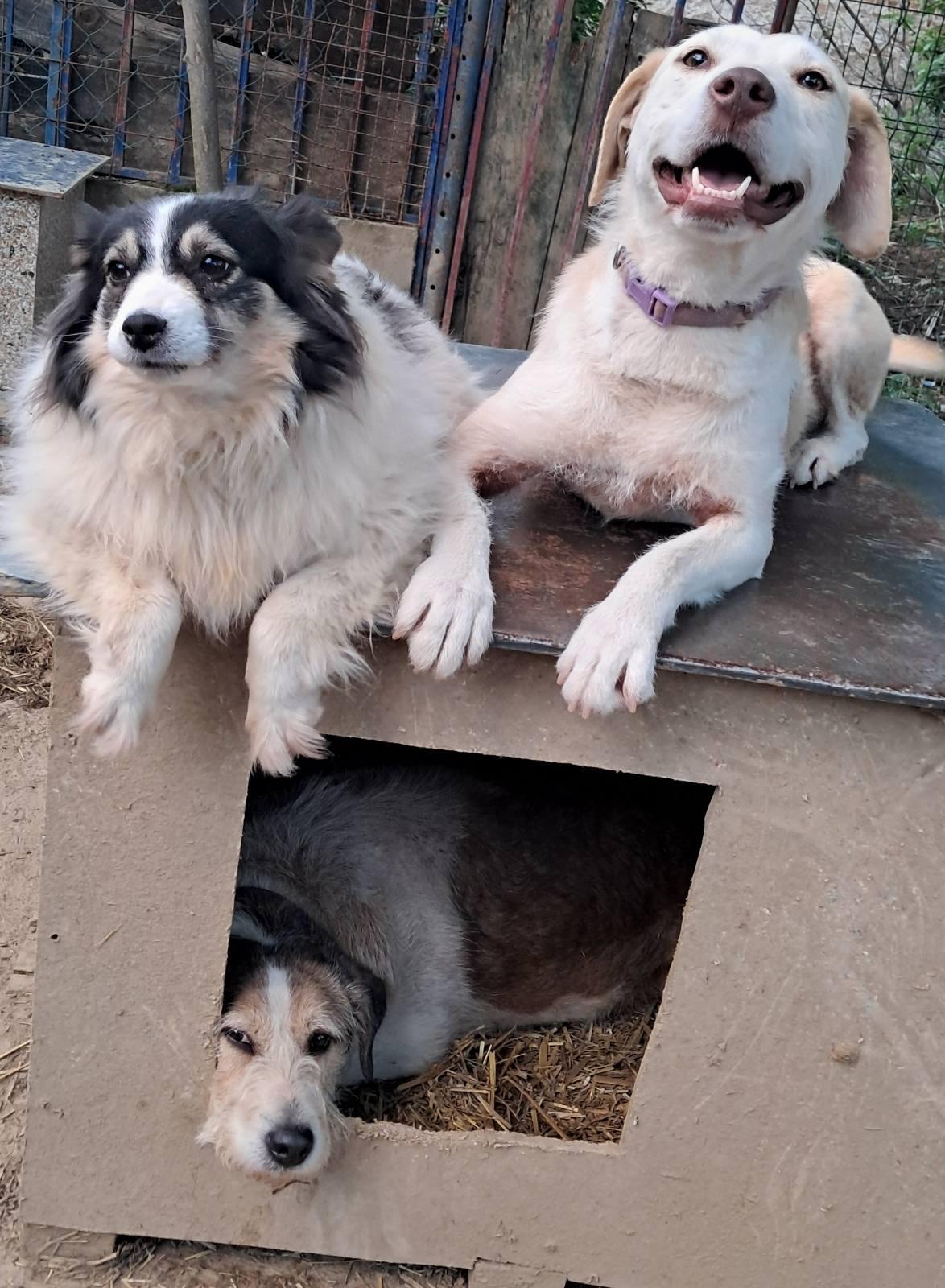 Two dogs lying on top of a wooden dog house, with a third dog inside